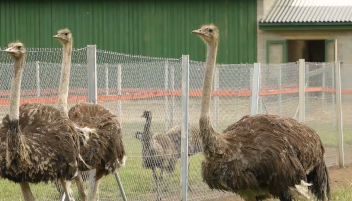 Gyvulių ir paukščių augintojai renkasi banguotų lakštų stogus