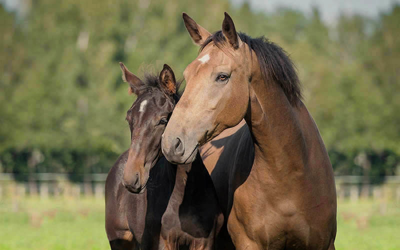 equestrian